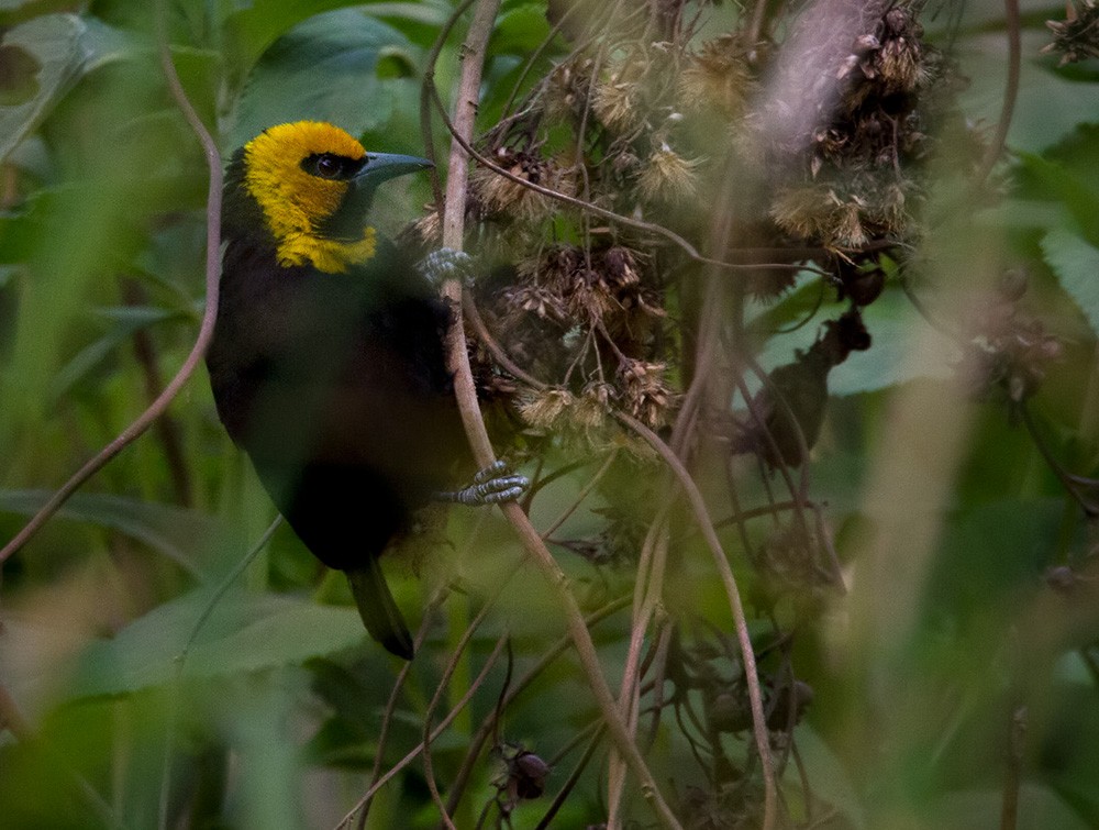 Black-billed Weaver (Western) - ML206030671