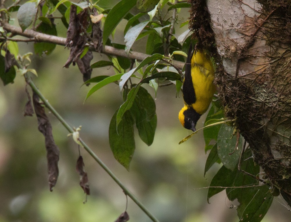 Preuss's Weaver - Lars Petersson | My World of Bird Photography