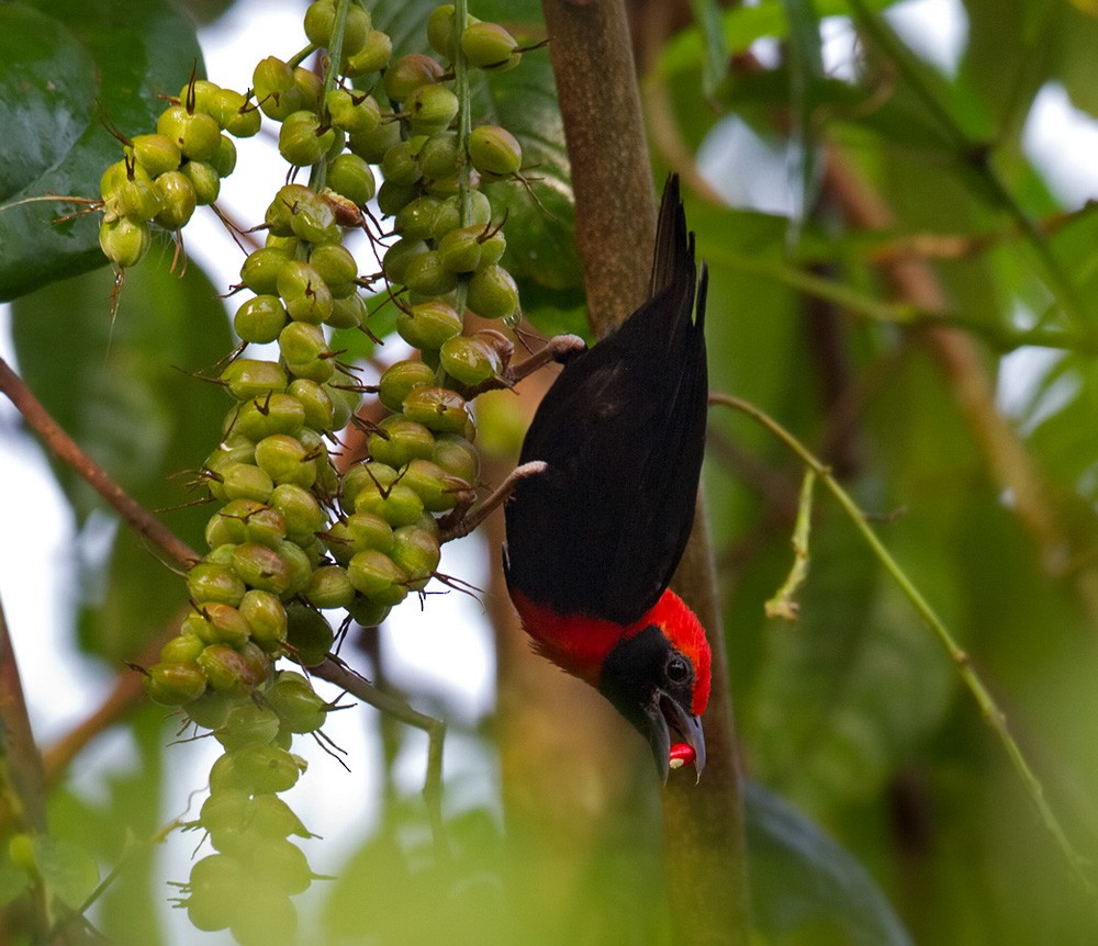 Black-throated Malimbe - Lars Petersson | My World of Bird Photography