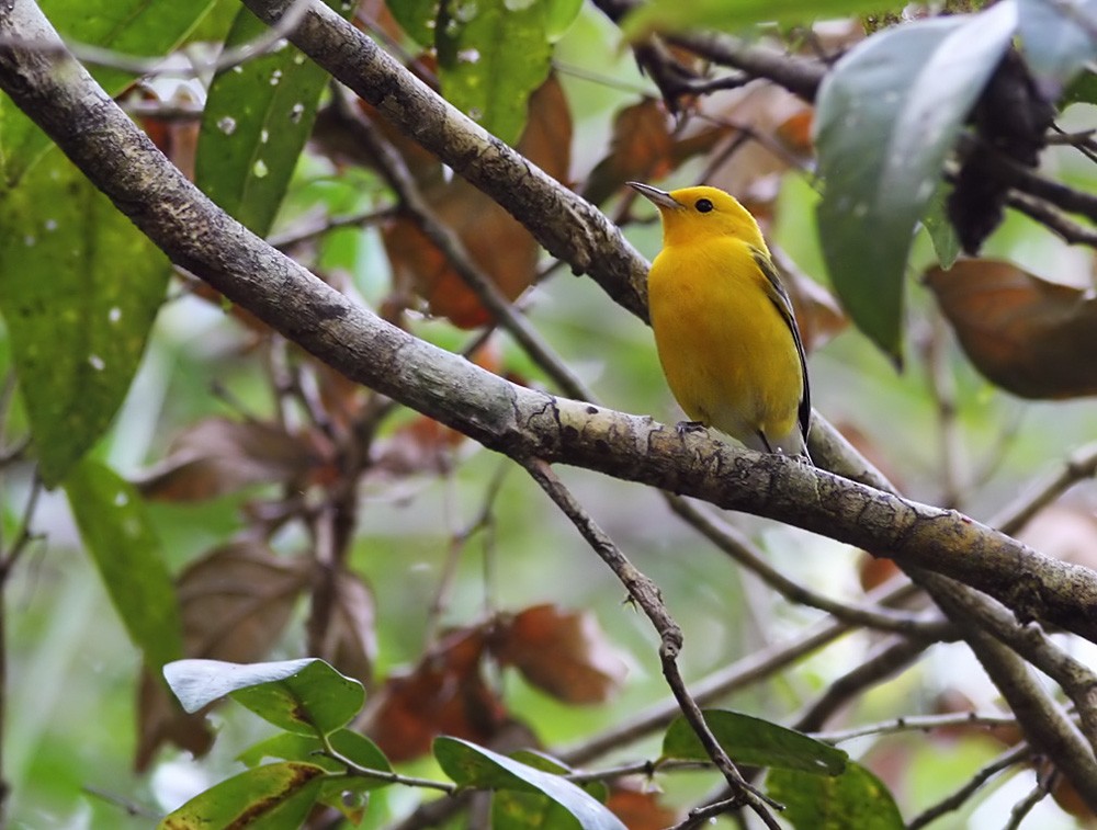 Prothonotary Warbler - ML206030841
