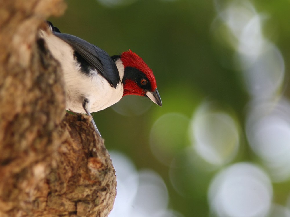 Masked Cardinal - ML206030861