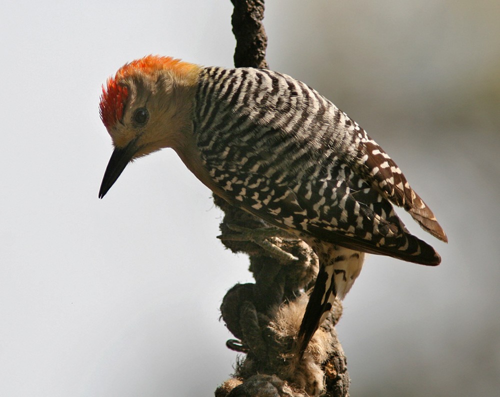 Red-crowned Woodpecker - ML206030871