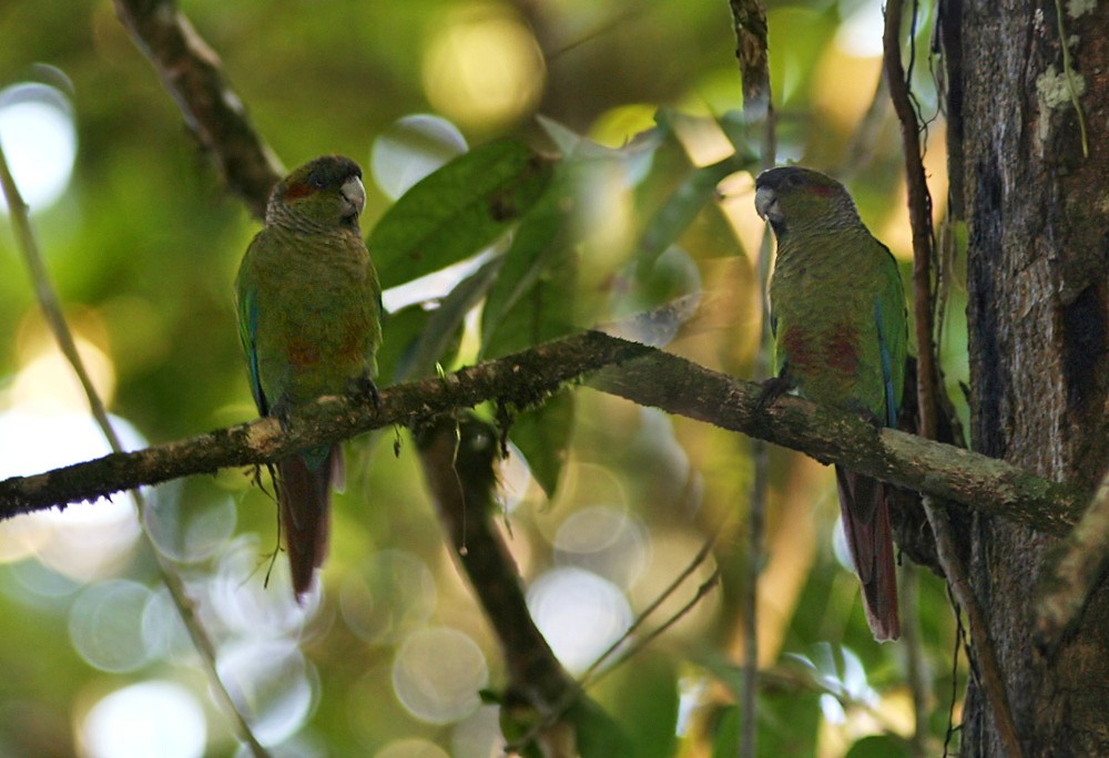 Red-eared Parakeet - ML206030881