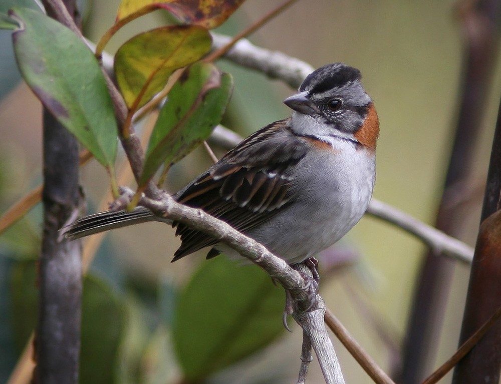 Rufous-collared Sparrow - ML206031021
