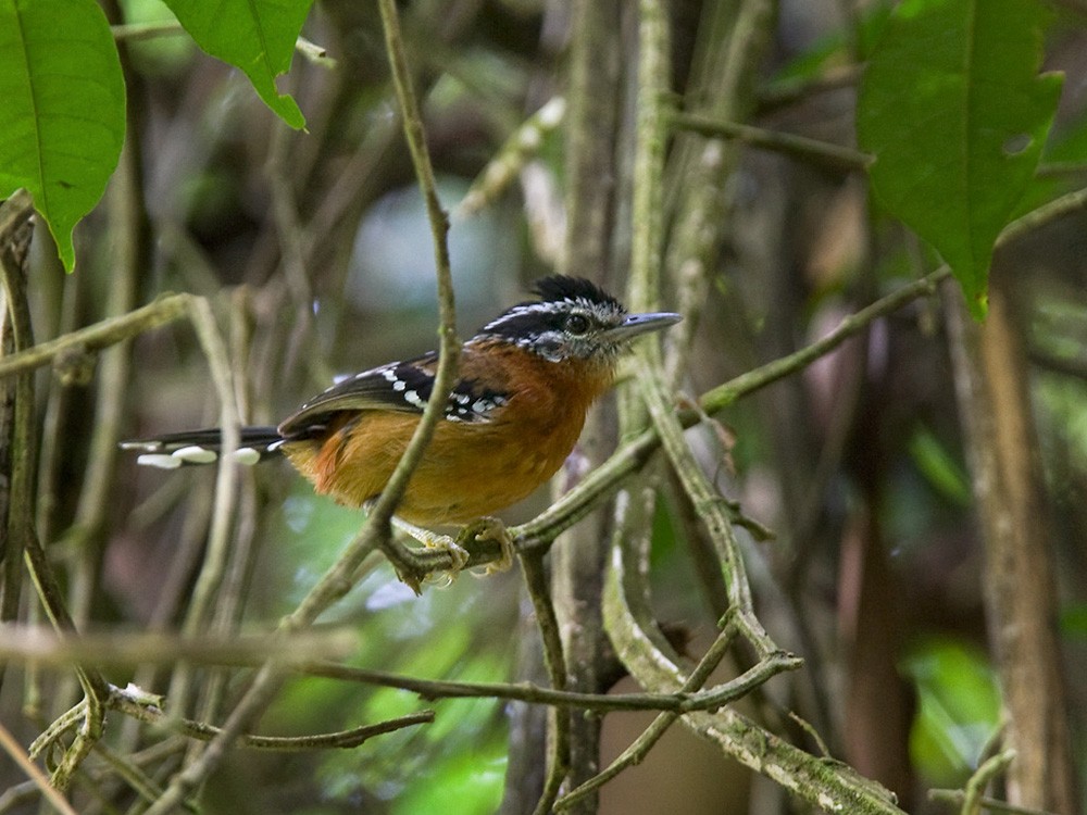 Ferruginous Antbird - Lars Petersson | My World of Bird Photography