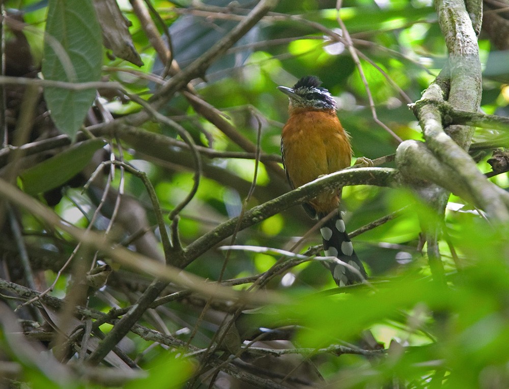 Ferruginous Antbird - ML206031251