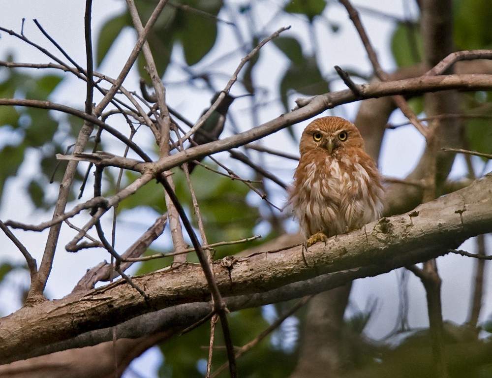 Ferruginous Pygmy-Owl (Ferruginous) - ML206031261