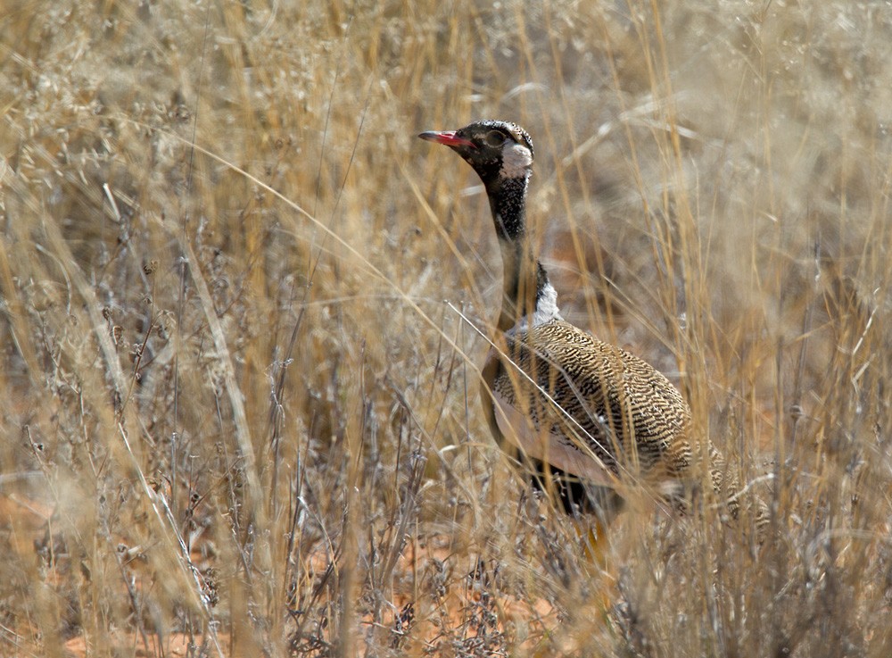 White-quilled Bustard - ML206031381