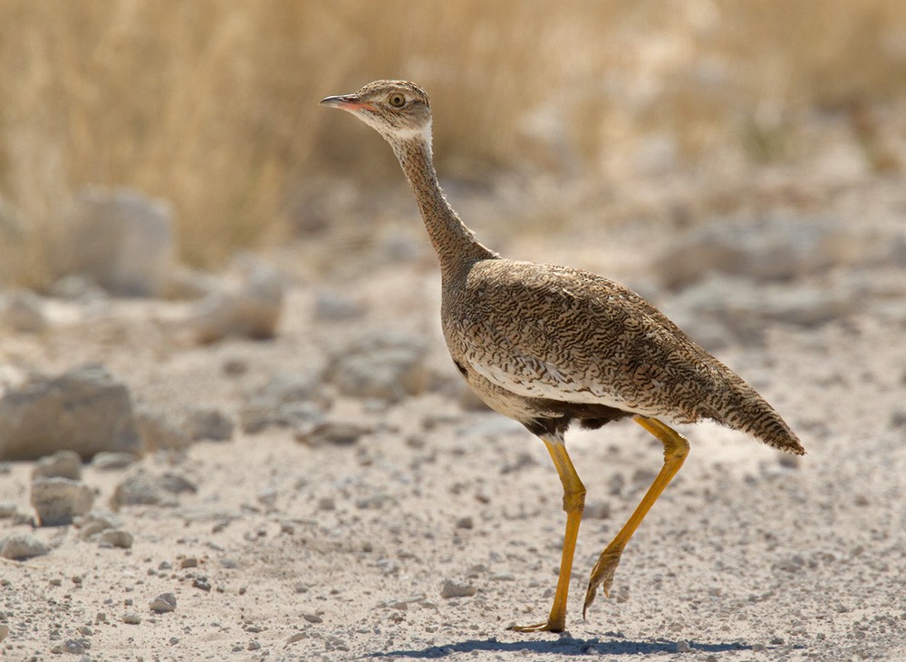 White-quilled Bustard - ML206031391