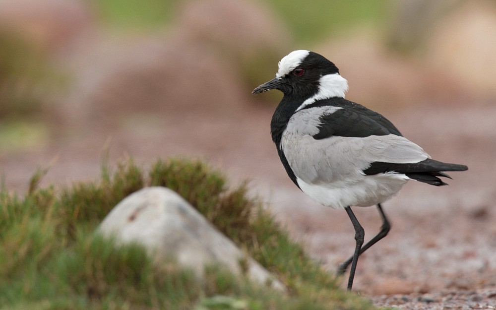 Blacksmith Lapwing - Lars Petersson | My World of Bird Photography