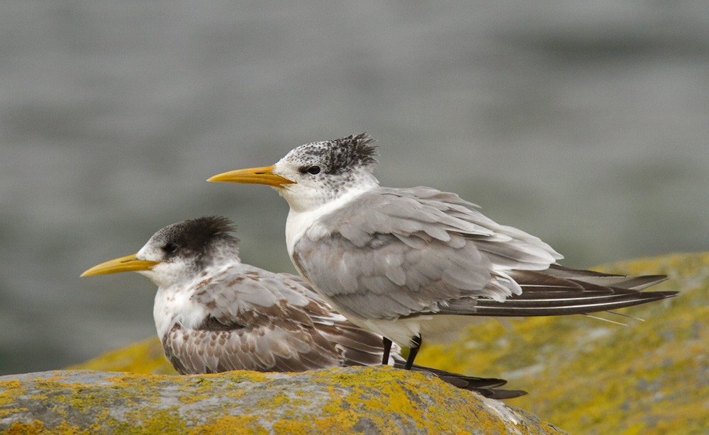 Great Crested Tern - Lars Petersson | My World of Bird Photography