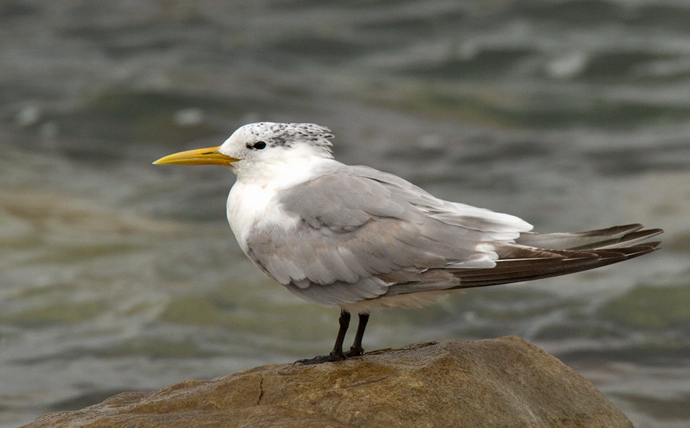 Great Crested Tern - Lars Petersson | My World of Bird Photography