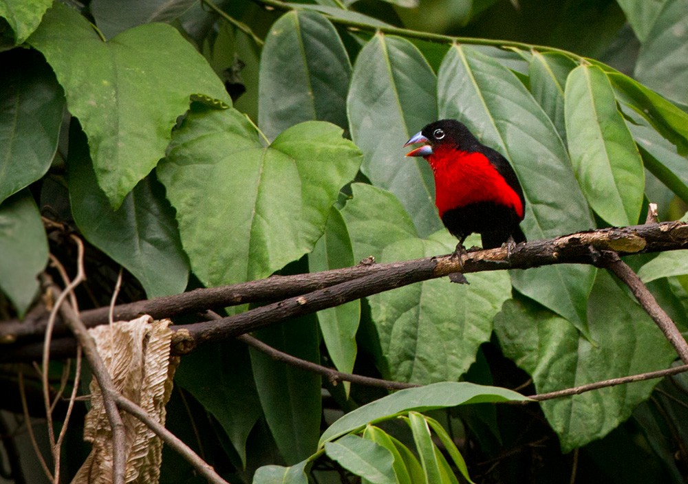 Western Bluebill (Red-rumped) - Lars Petersson | My World of Bird Photography