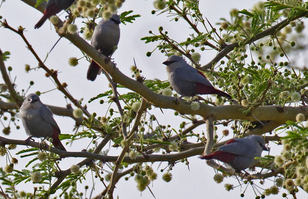 Lavender Waxbill - ML206031671
