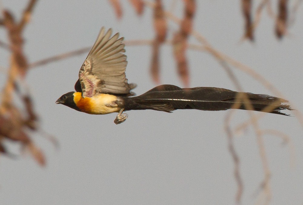 Sahel Paradise-Whydah - ML206031711