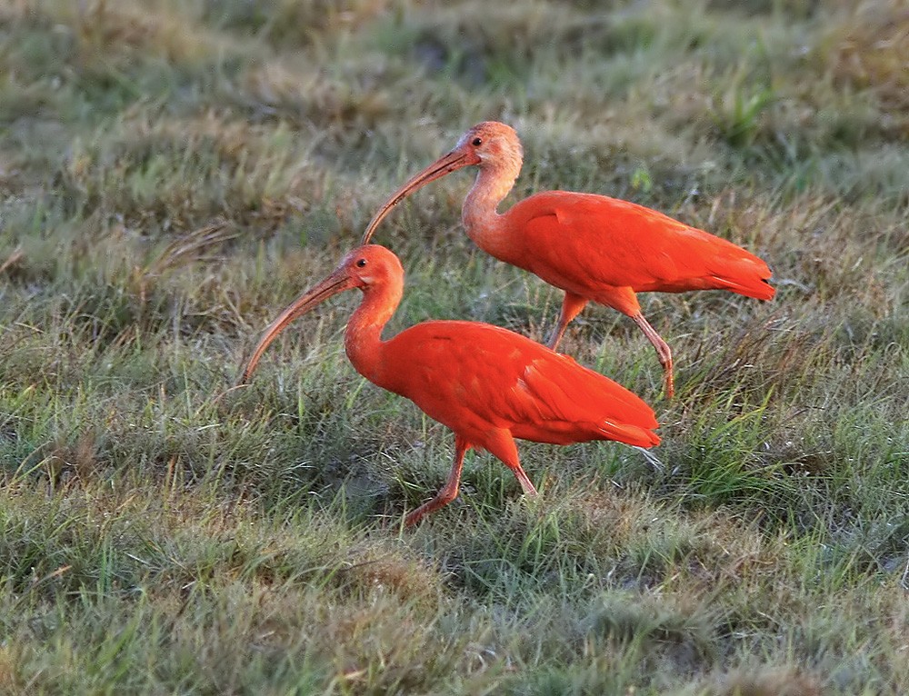 ibis rudý - ML206031931