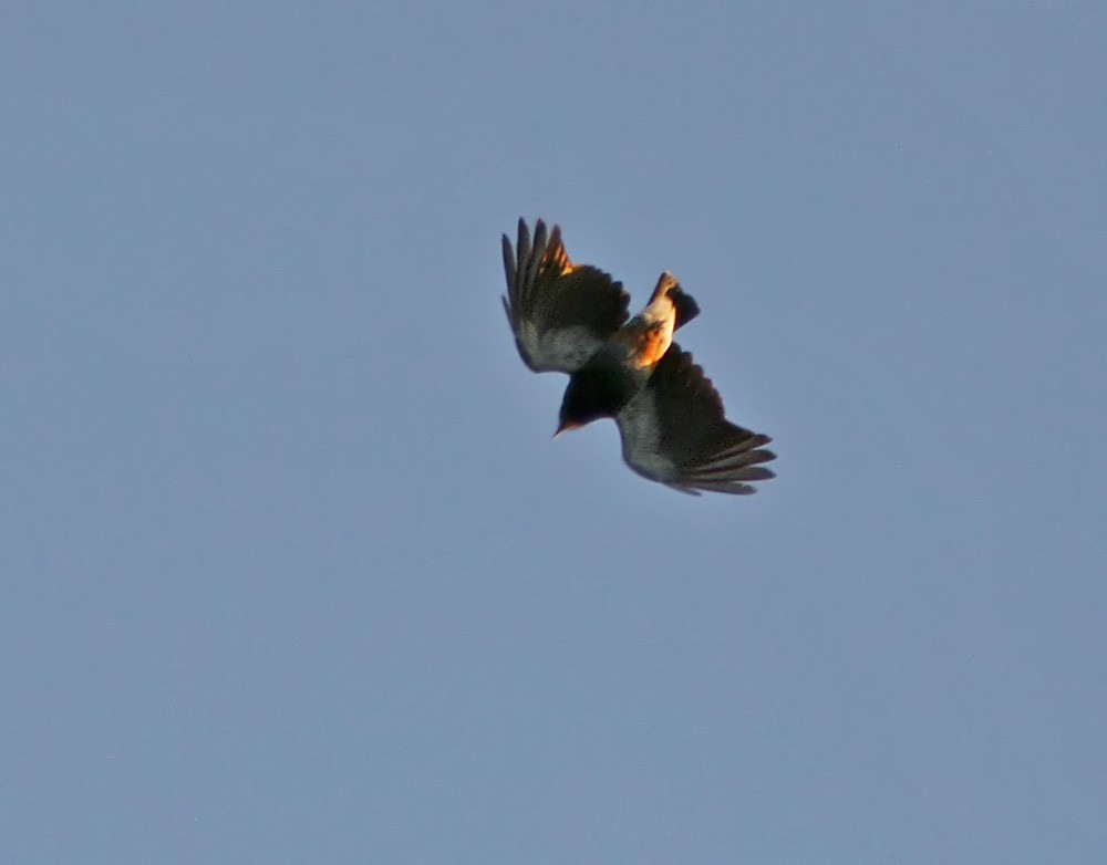 Swallow-winged Puffbird - ML206032041