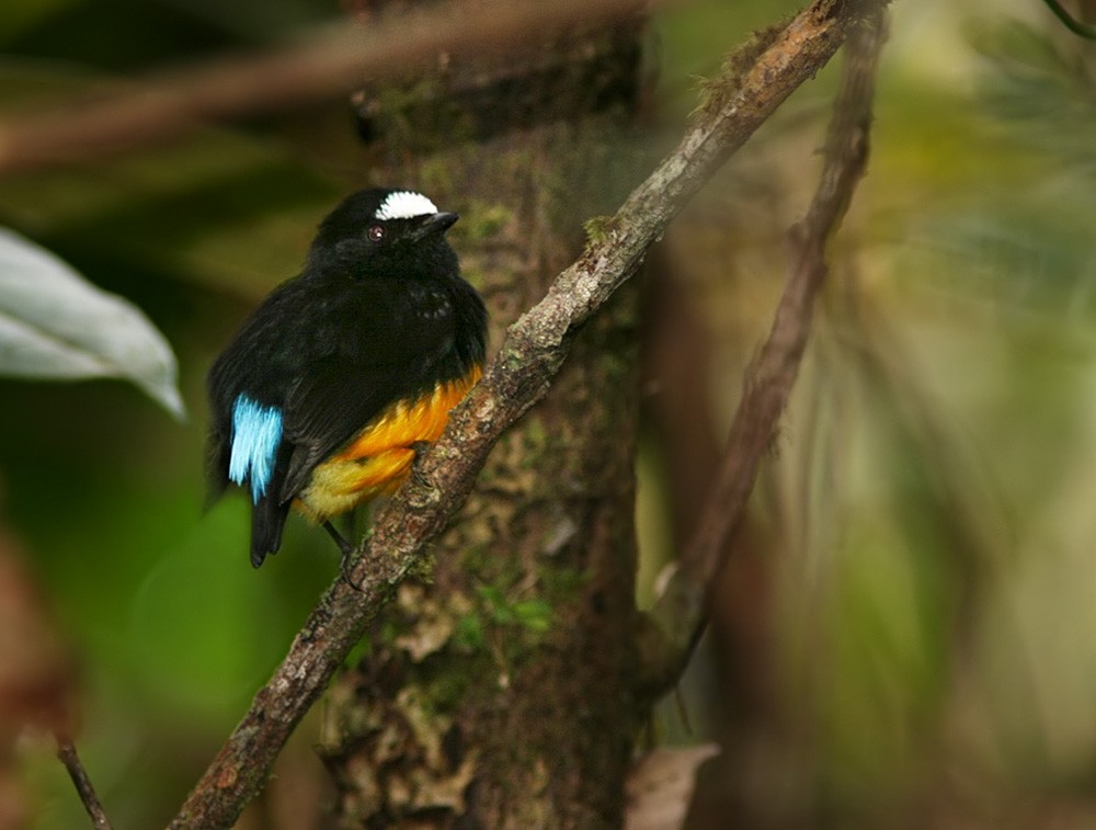 Orange-bellied Manakin - ML206032091