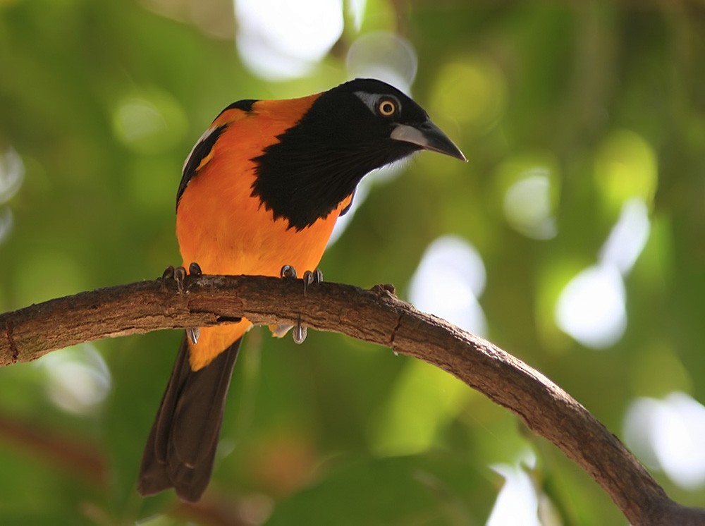 Venezuelan Troupial - Lars Petersson | My World of Bird Photography