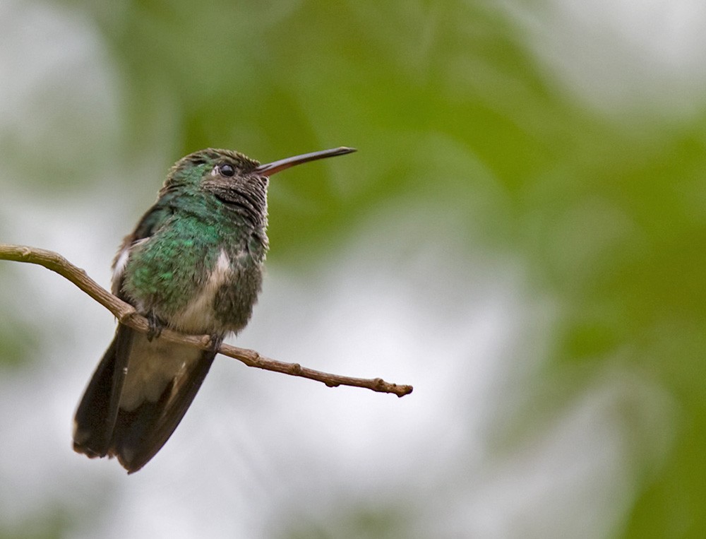 Glittering-throated Emerald - ML206032171