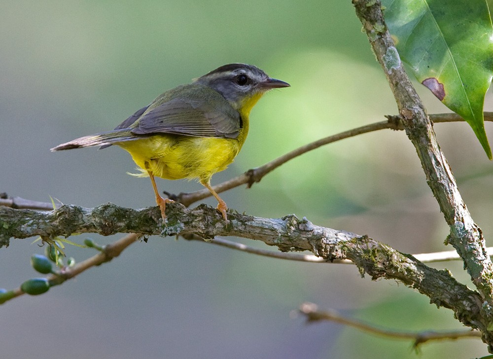 Golden-crowned Warbler (Golden-crowned) - Lars Petersson | My World of Bird Photography