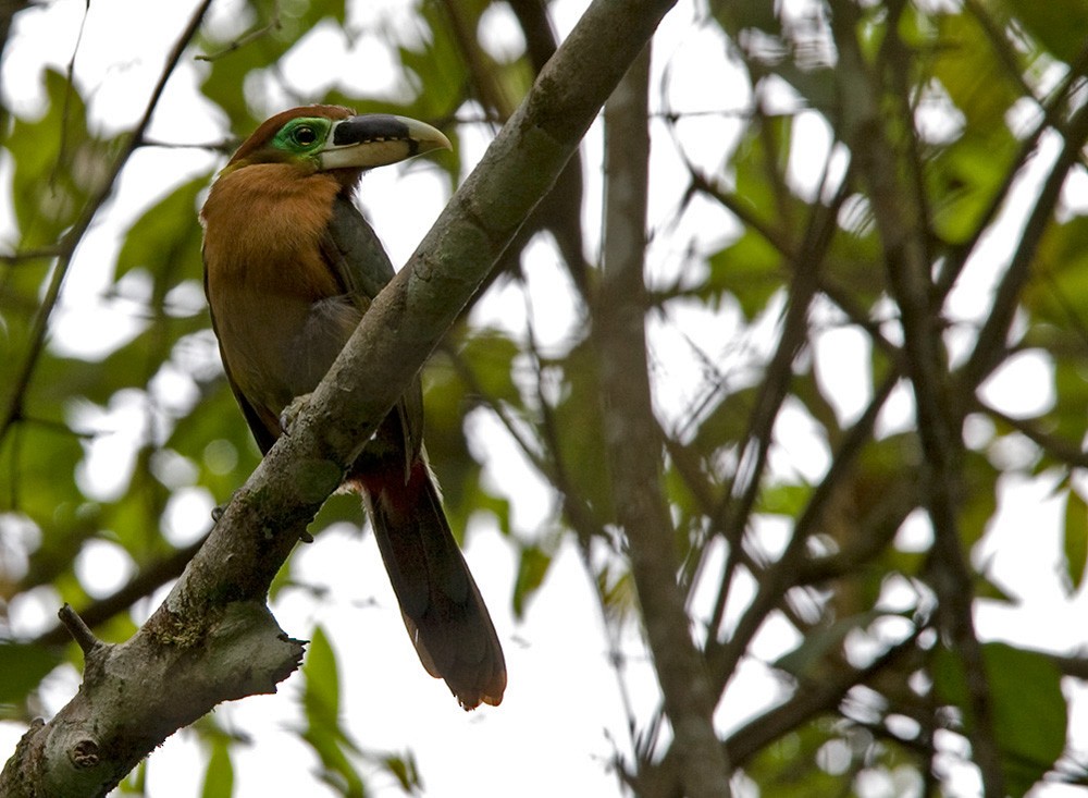 Gould's Toucanet - ML206032211