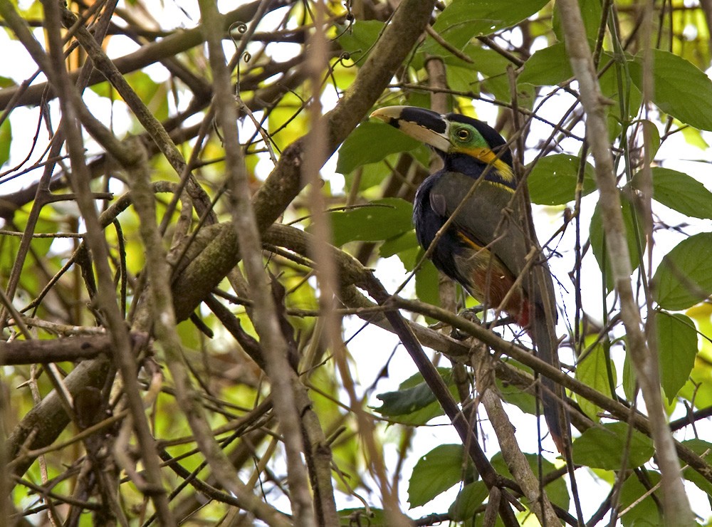 Toucanet de Gould - ML206032221