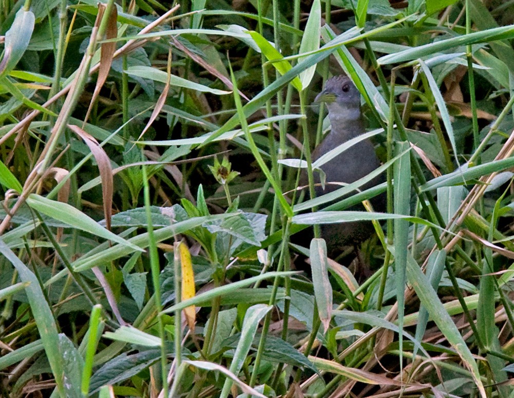 Ash-throated Crake - ML206032301