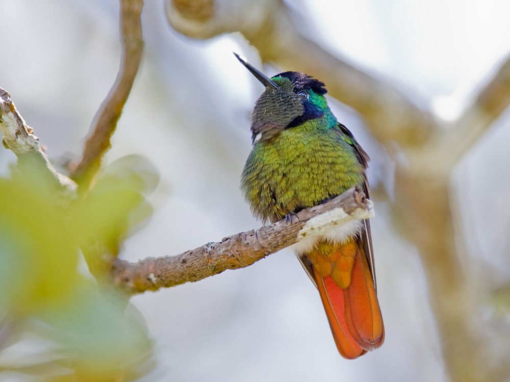 Hooded Visorbearer - Lars Petersson | My World of Bird Photography