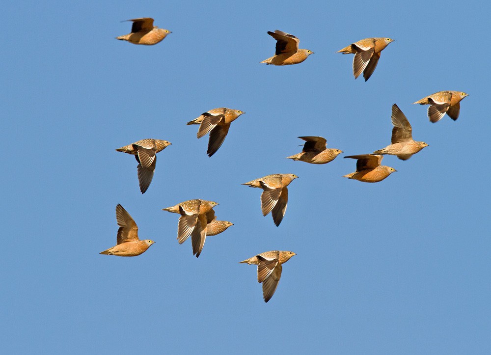 Burchell's Sandgrouse - Lars Petersson | My World of Bird Photography