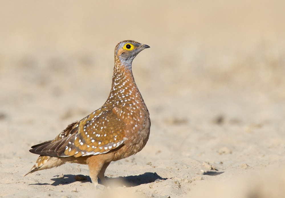 Burchell's Sandgrouse - Lars Petersson | My World of Bird Photography