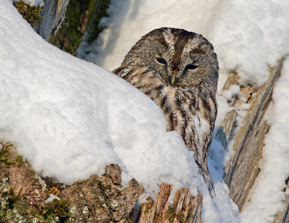 Tawny Owl - Lars Petersson | My World of Bird Photography