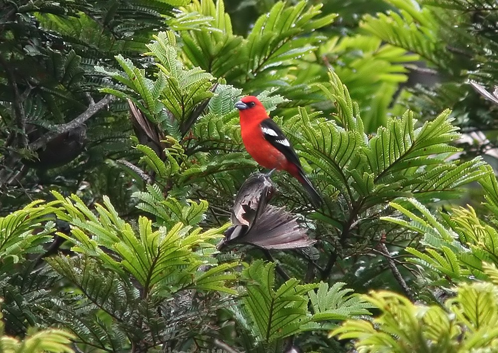 White-winged Tanager - ML206033211