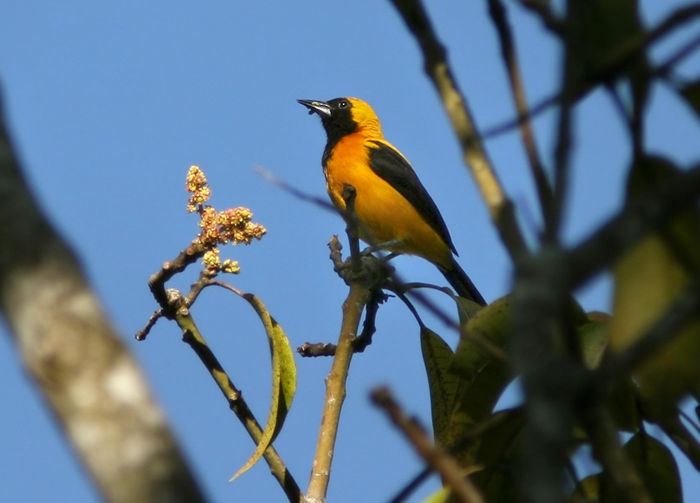 Yellow-backed Oriole - ML206033241