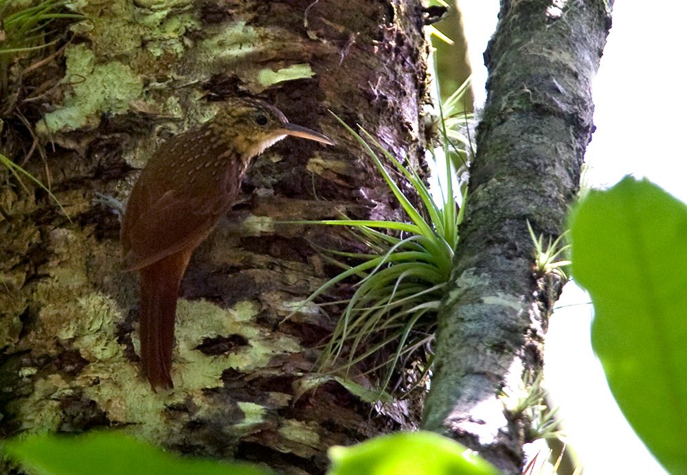 Ceara Woodcreeper - Lars Petersson | My World of Bird Photography