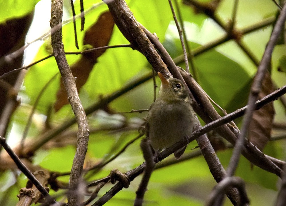 Oustalet's Tyrannulet - ML206033591