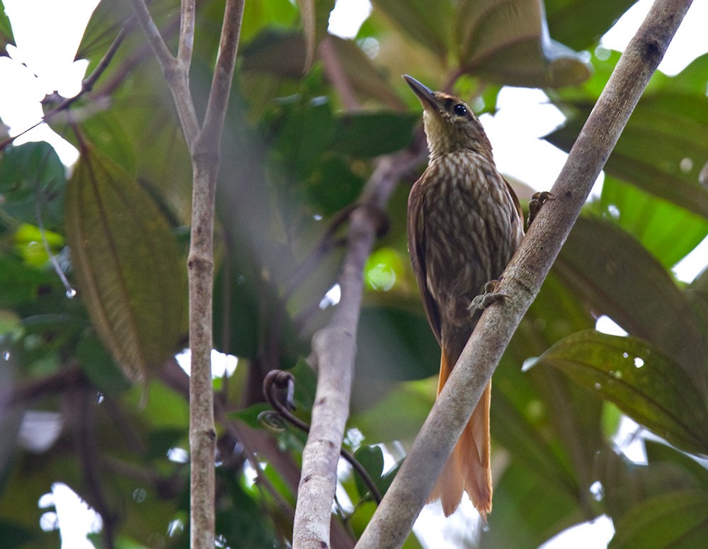 Photos - Pale-browed Treehunter - Cichlocolaptes leucophrus - Birds of ...