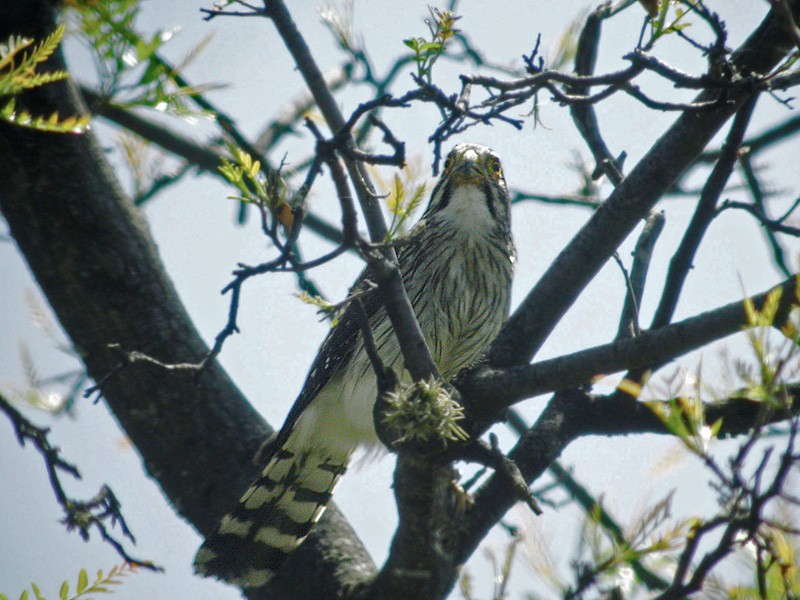 Spot-winged Falconet - ML206033861