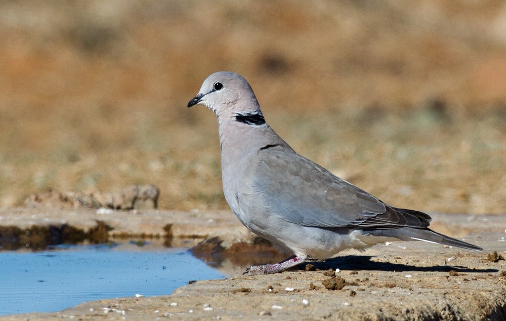 Ring-necked Dove - ML206033891