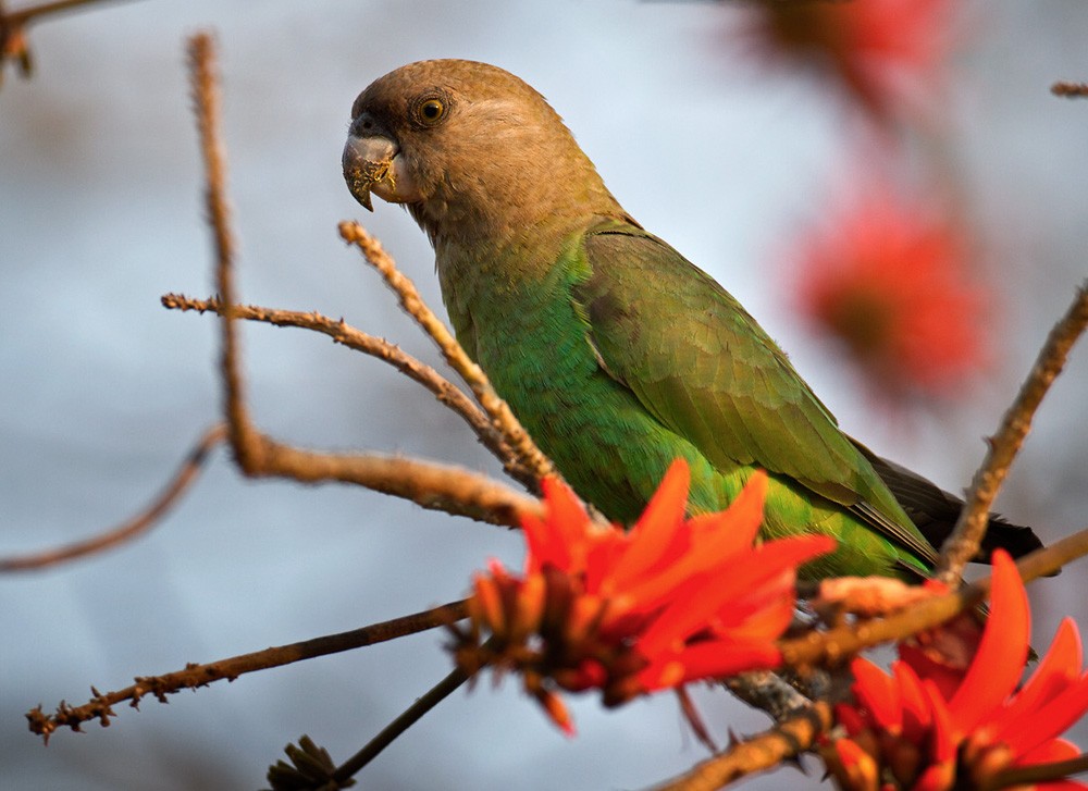 Brown-headed Parrot - ML206033911