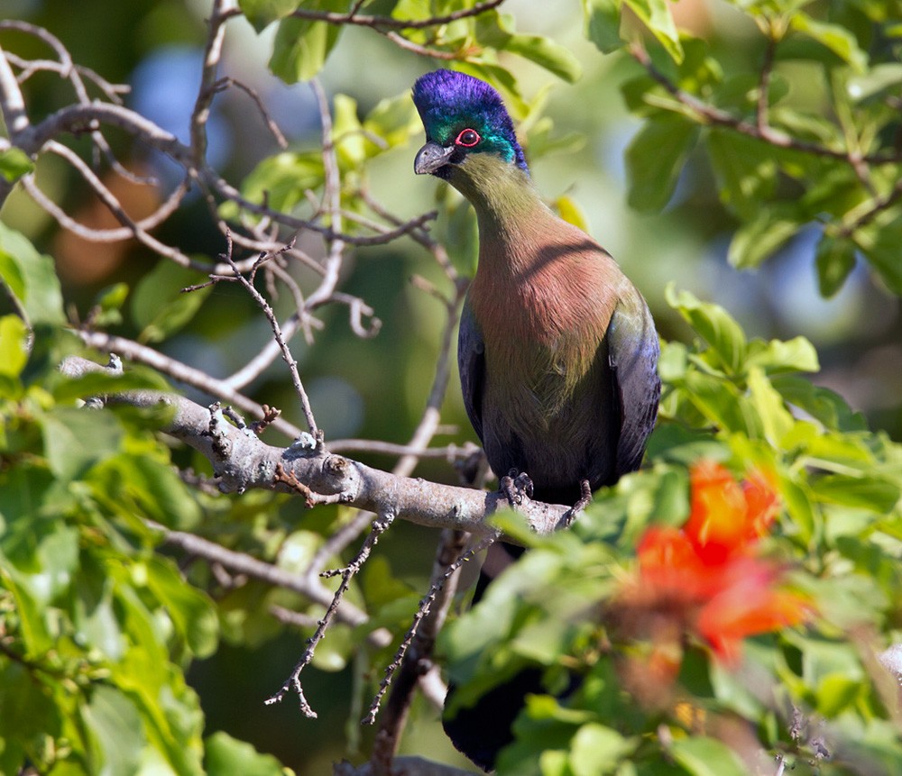 Purple-crested Turaco - ML206033921