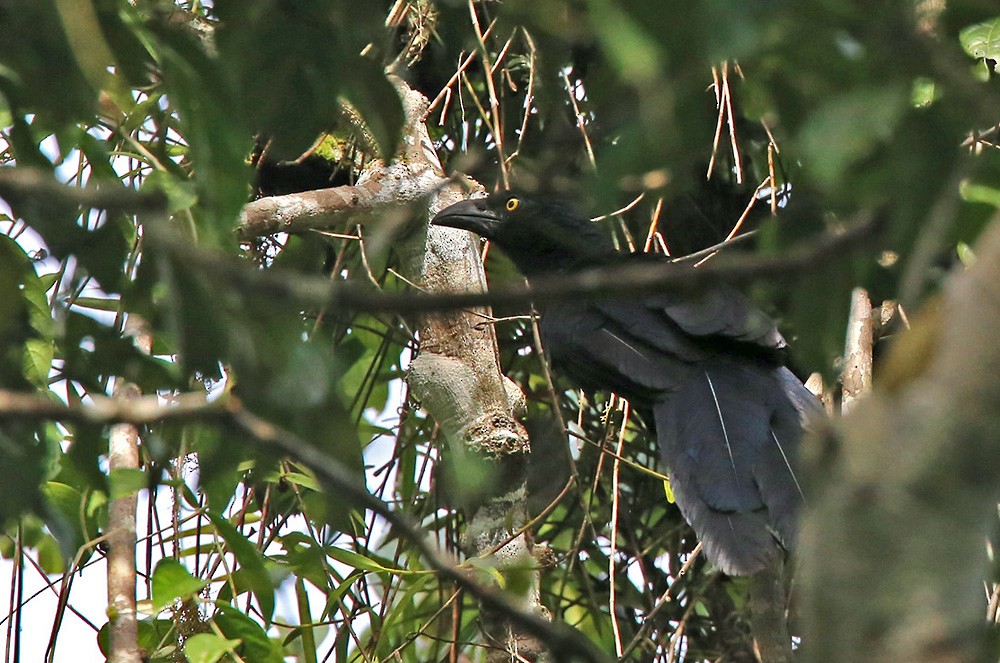 Coucal de Biak - ML206033971