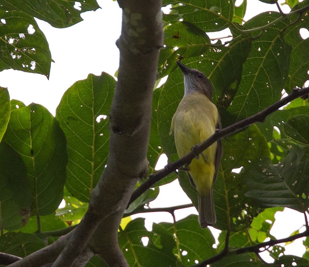 Gray Whistler (Gray-headed) - ML206033981