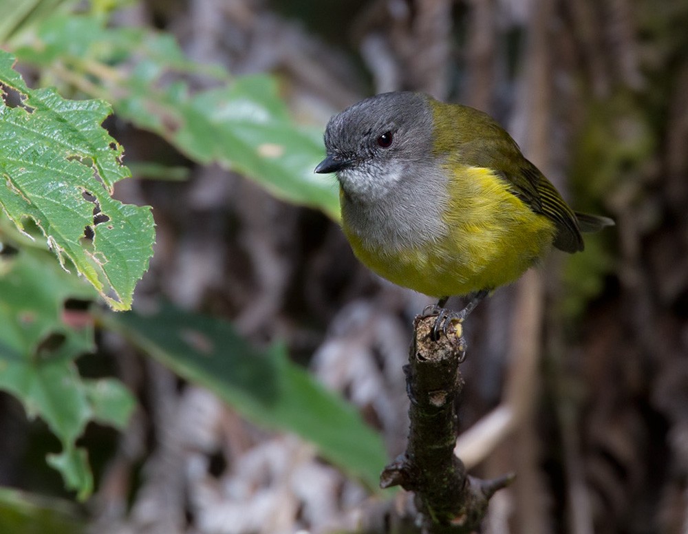 Lorentz's Whistler - Lars Petersson | My World of Bird Photography