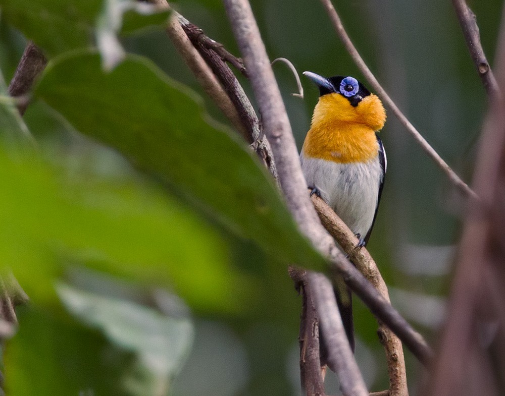 Ochre-collared Monarch - ML206034061