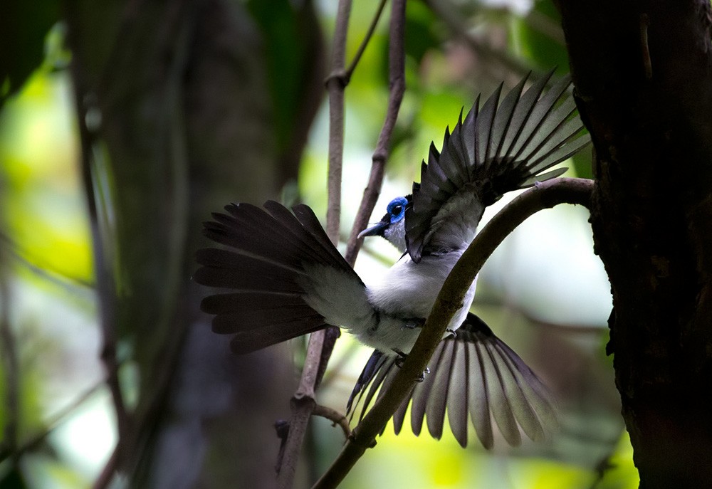 Frilled Monarch - Lars Petersson | My World of Bird Photography