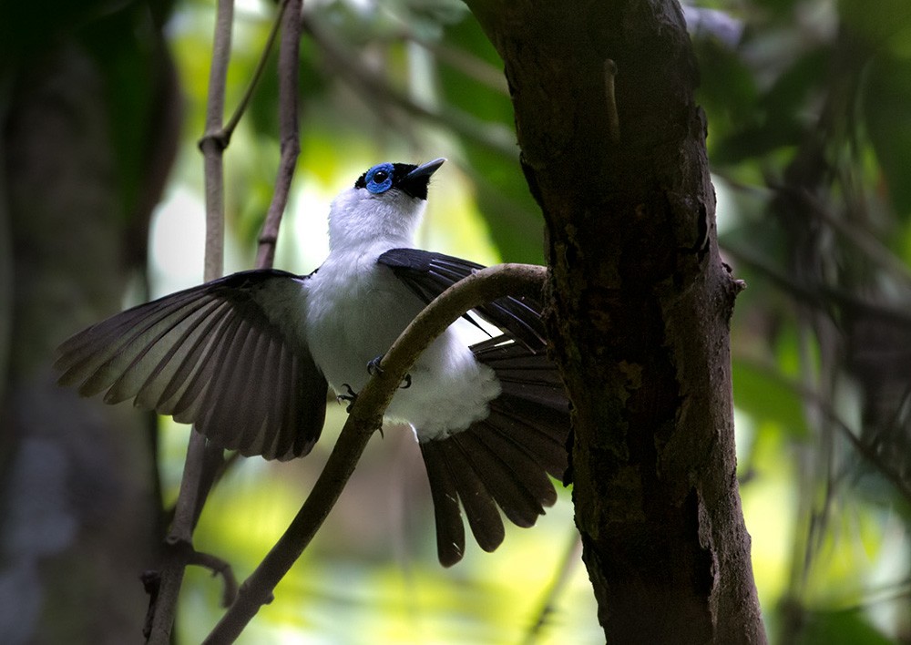 Frilled Monarch - Lars Petersson | My World of Bird Photography