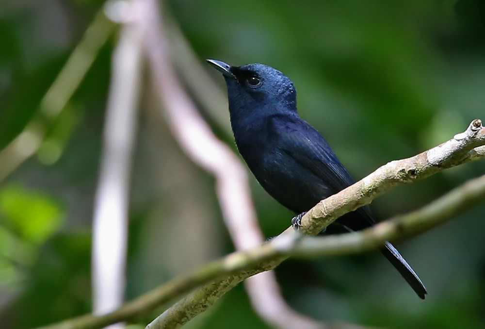 Biak Flycatcher - Lars Petersson | My World of Bird Photography