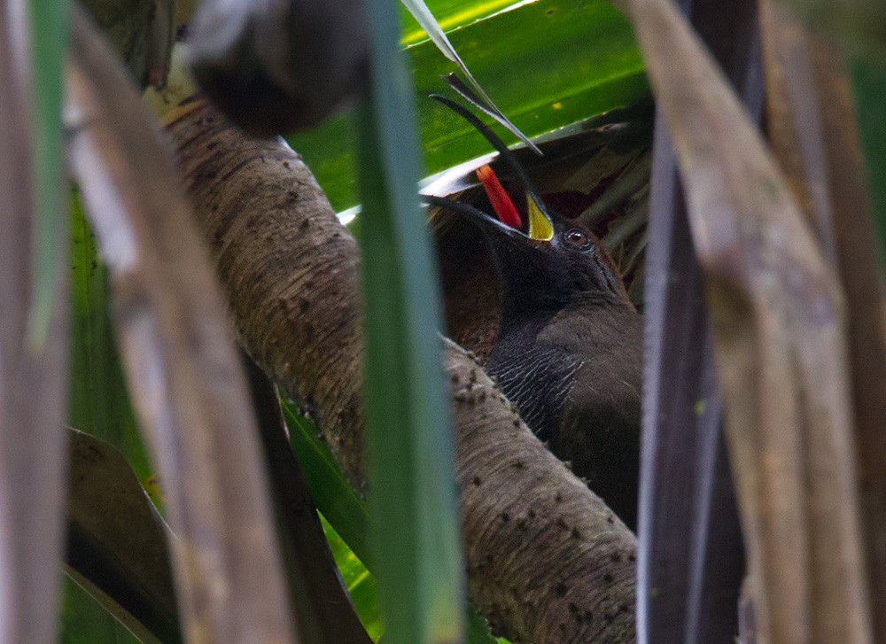 Black Sicklebill - Lars Petersson | My World of Bird Photography