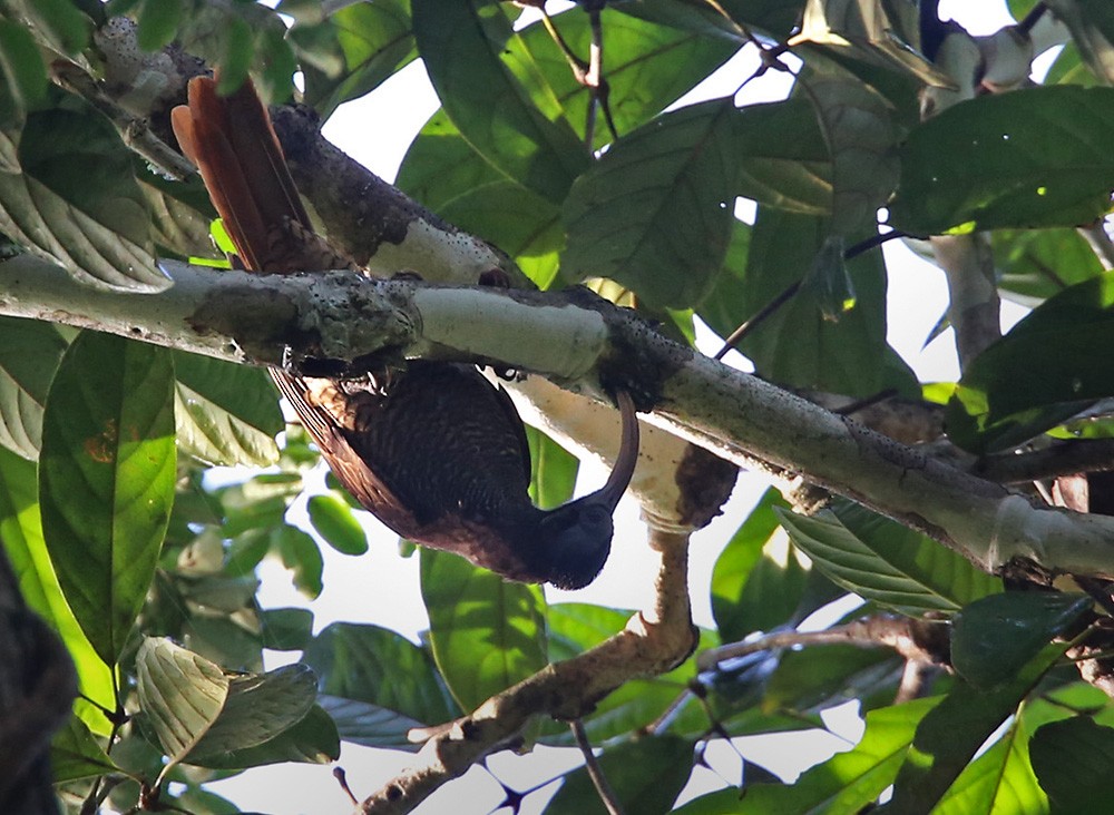 Pale-billed Sicklebill - ML206034201